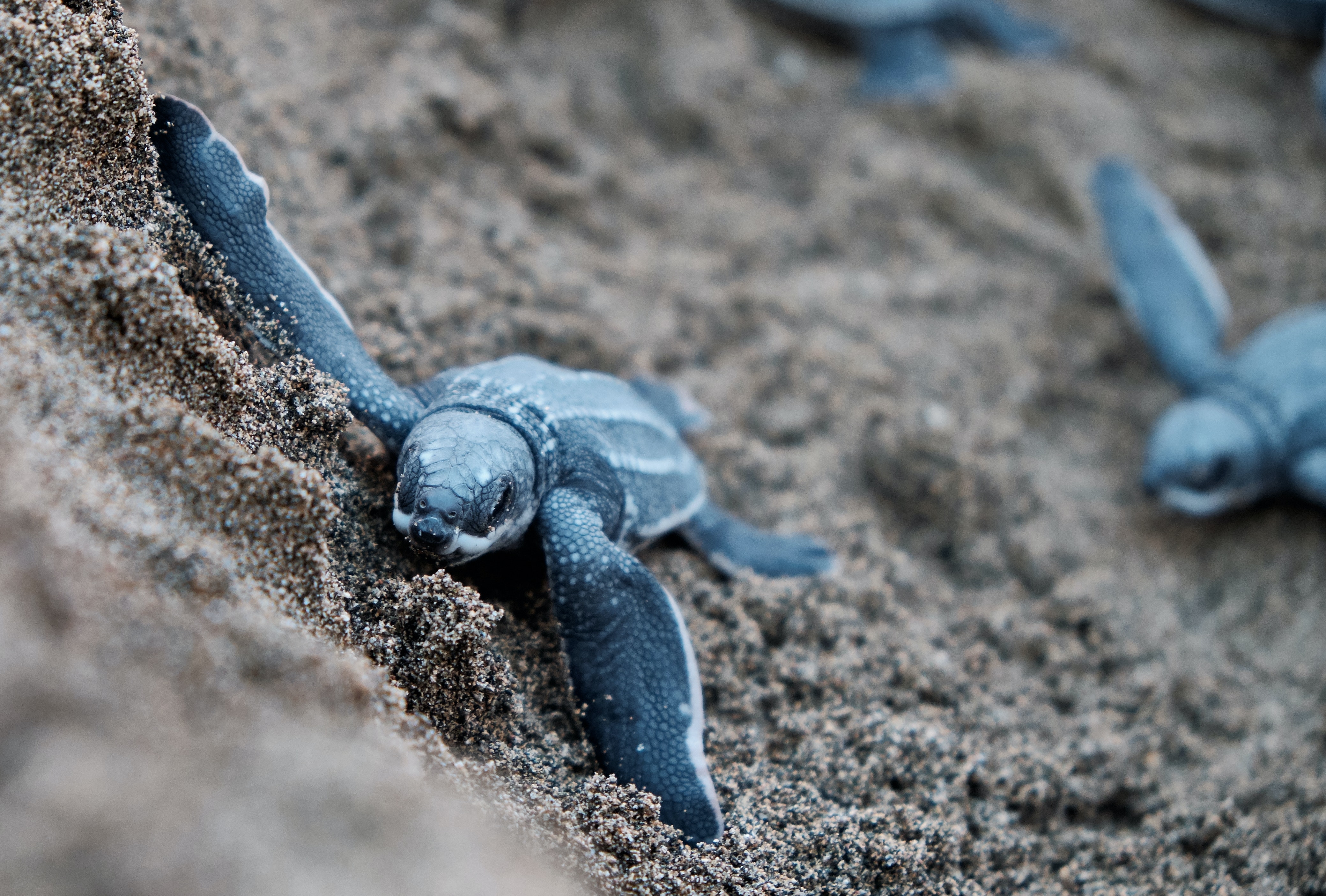 Sri Lankan Softshell Turtle